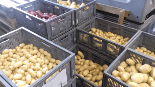 Échantillons de pomme de terre