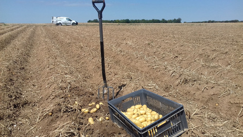Échantillons de pomme de terre