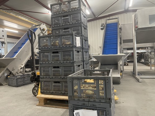 Échantillons de pomme de terre