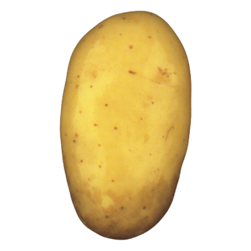 Dartrose / Gale argentée